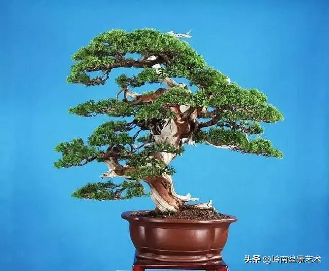 天地清明 | 盆景的舍利最能展現向死而生的精神!