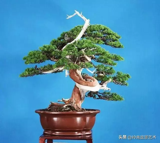 天地清明 | 盆景的舍利最能展現向死而生的精神!