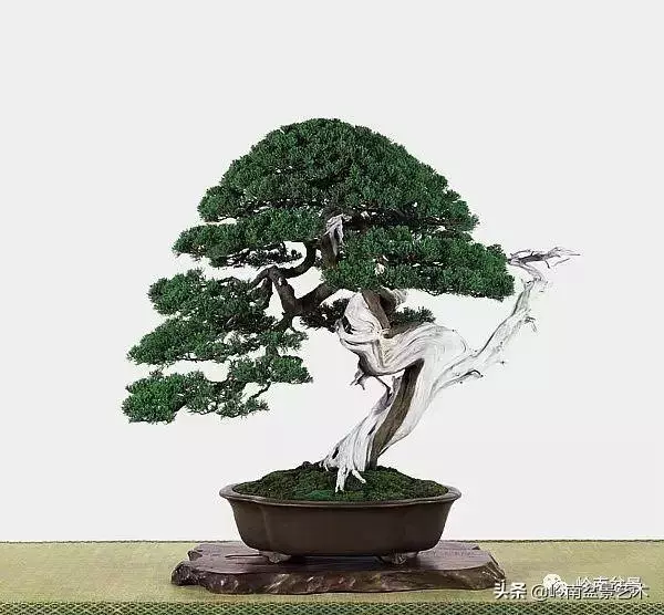 天地清明 | 盆景的舍利最能展現向死而生的精神!
