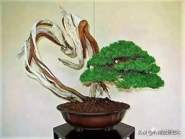 天地清明 | 盆景的舍利最能展現向死而生的精神!