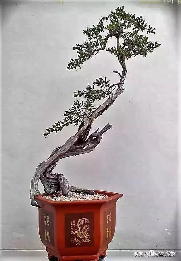 天地清明 | 盆景的舍利最能展現向死而生的精神!
