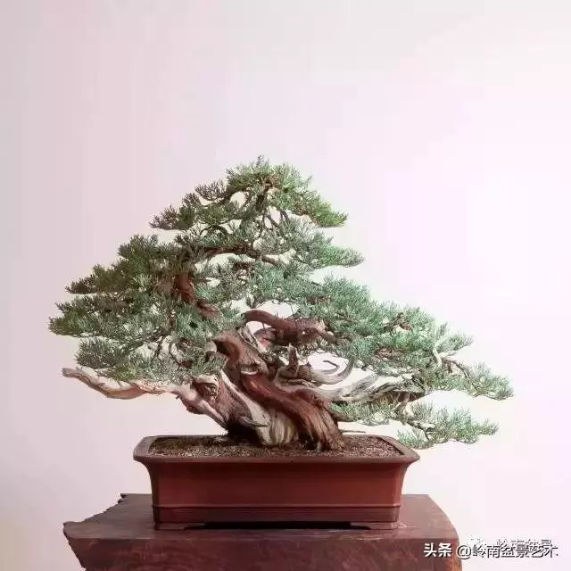 天地清明 | 盆景的舍利最能展現向死而生的精神!