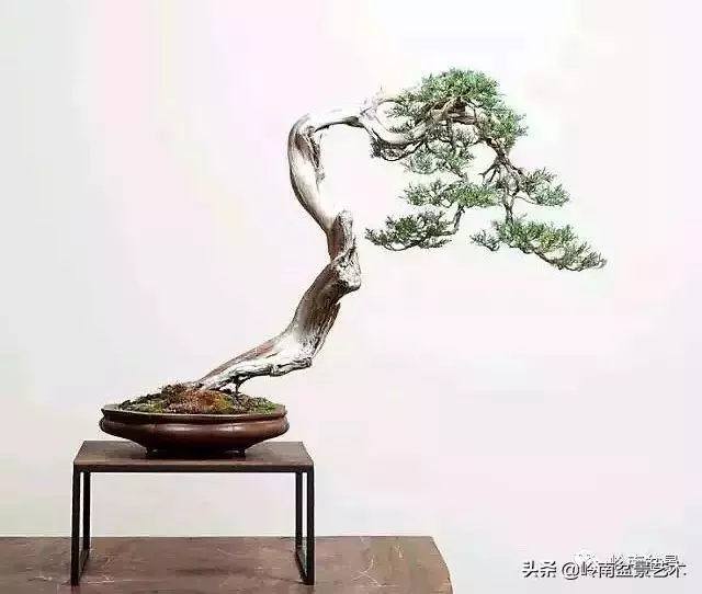 天地清明 | 盆景的舍利最能展現向死而生的精神!