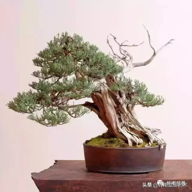 天地清明 | 盆景的舍利最能展現向死而生的精神!
