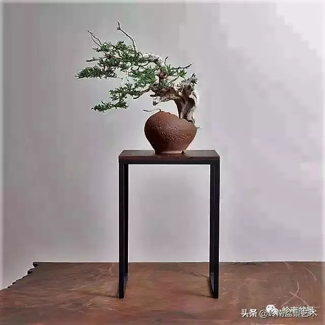 天地清明 | 盆景的舍利最能展現向死而生的精神!