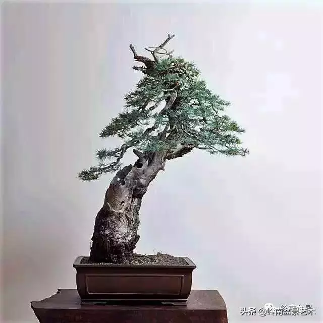 天地清明 | 盆景的舍利最能展現向死而生的精神!
