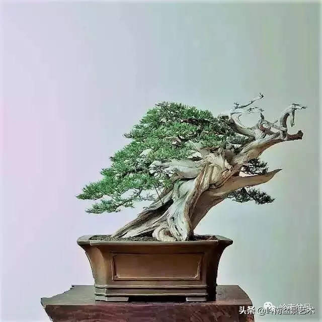 天地清明 | 盆景的舍利最能展現向死而生的精神!