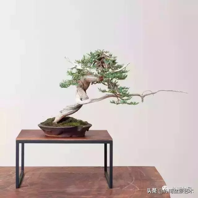 天地清明 | 盆景的舍利最能展現向死而生的精神!