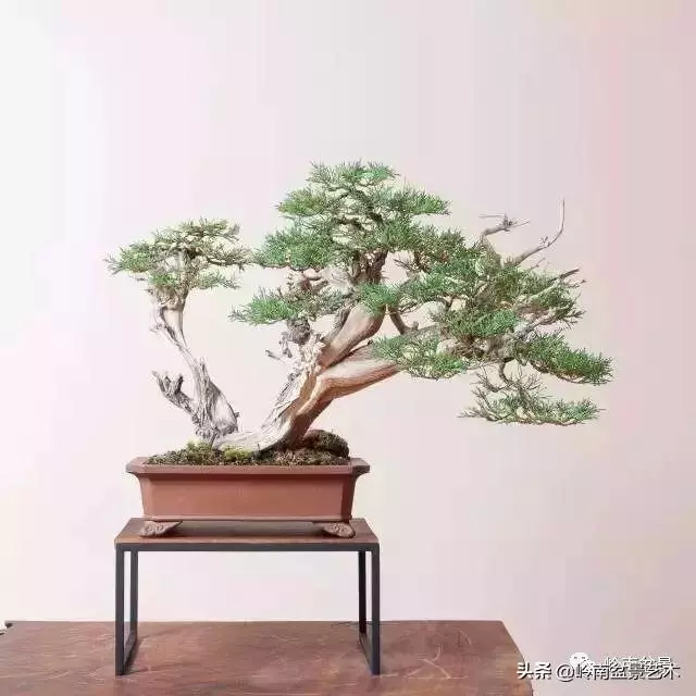 天地清明 | 盆景的舍利最能展現向死而生的精神!