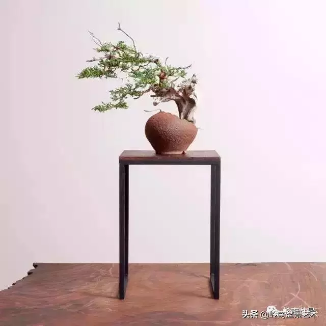 天地清明 | 盆景的舍利最能展現向死而生的精神!