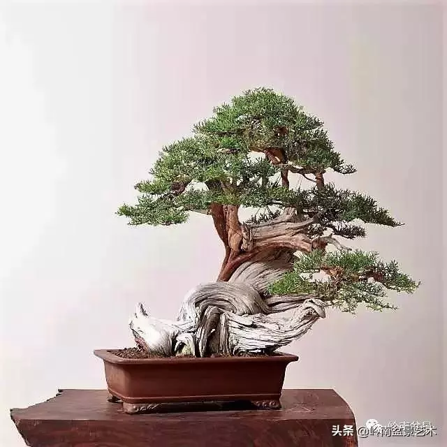 天地清明 | 盆景的舍利最能展現向死而生的精神!