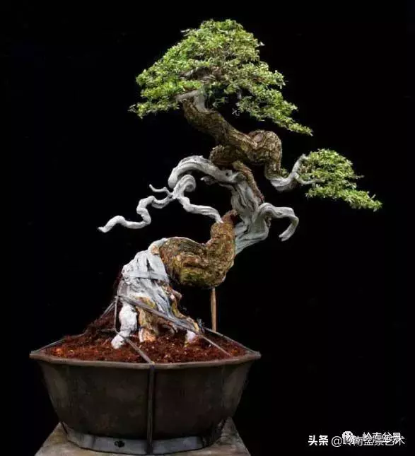 天地清明 | 盆景的舍利最能展現向死而生的精神!