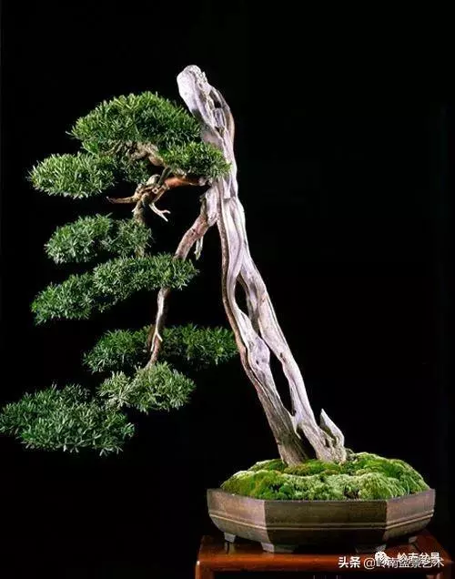 天地清明 | 盆景的舍利最能展現向死而生的精神!