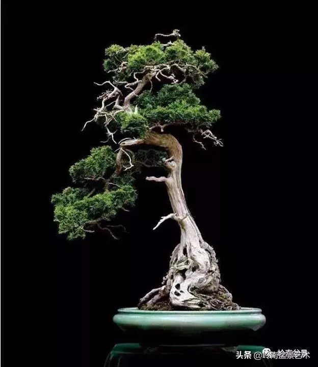 天地清明 | 盆景的舍利最能展現向死而生的精神!