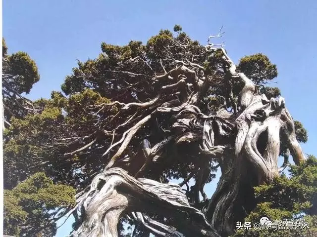 天地清明 | 盆景的舍利最能展現向死而生的精神!
