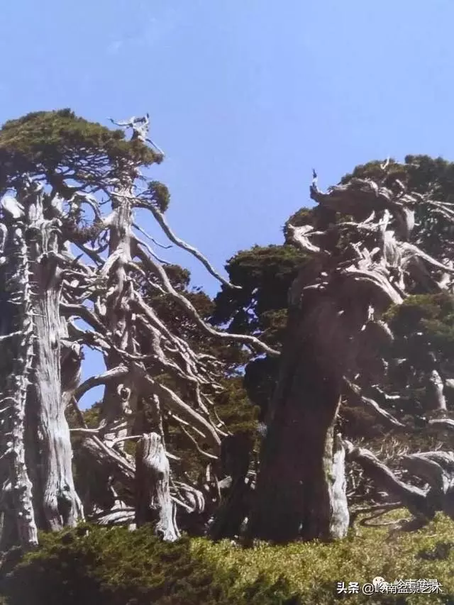 天地清明 | 盆景的舍利最能展現向死而生的精神!