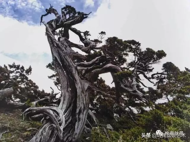 天地清明 | 盆景的舍利最能展現向死而生的精神!