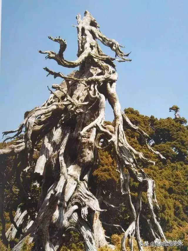 天地清明 | 盆景的舍利最能展現向死而生的精神!