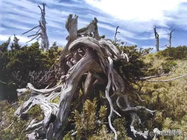 天地清明 | 盆景的舍利最能展現向死而生的精神!