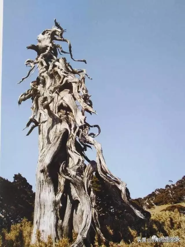 天地清明 | 盆景的舍利最能展現向死而生的精神!