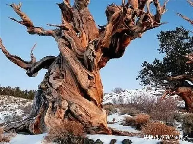 天地清明 | 盆景的舍利最能展現向死而生的精神!