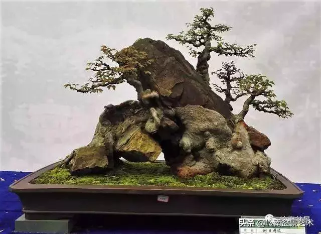 天地清明 | 盆景的舍利最能展現向死而生的精神!