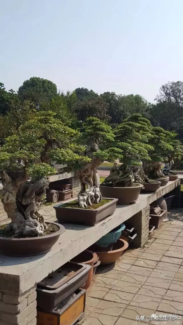 真牛!盆景大師把鄉野最平常的雜木玩到極致!