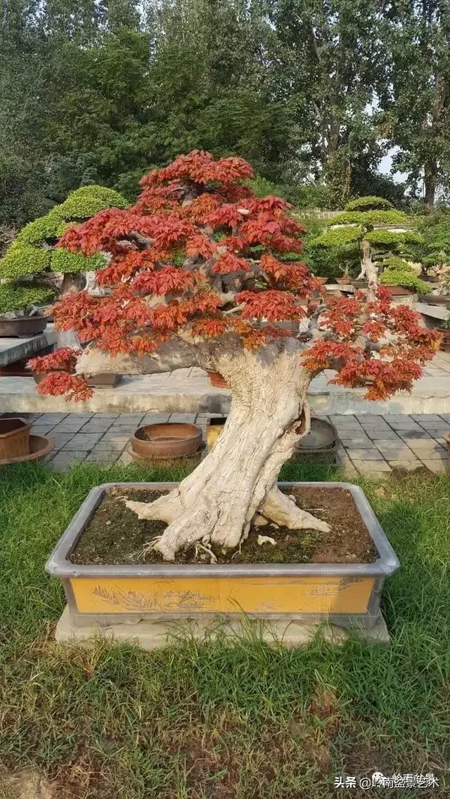 真牛!盆景大師把鄉野最平常的雜木玩到極致!