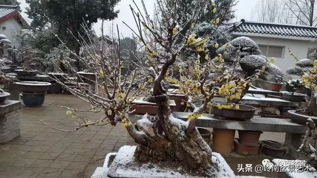 真牛!盆景大師把鄉野最平常的雜木玩到極致!