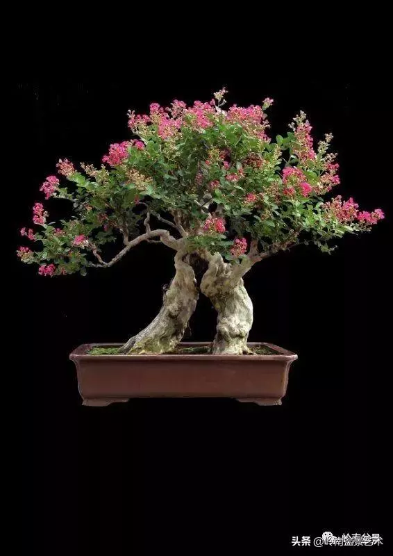真牛!盆景大師把鄉野最平常的雜木玩到極致!