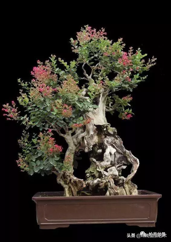 真牛!盆景大師把鄉野最平常的雜木玩到極致!