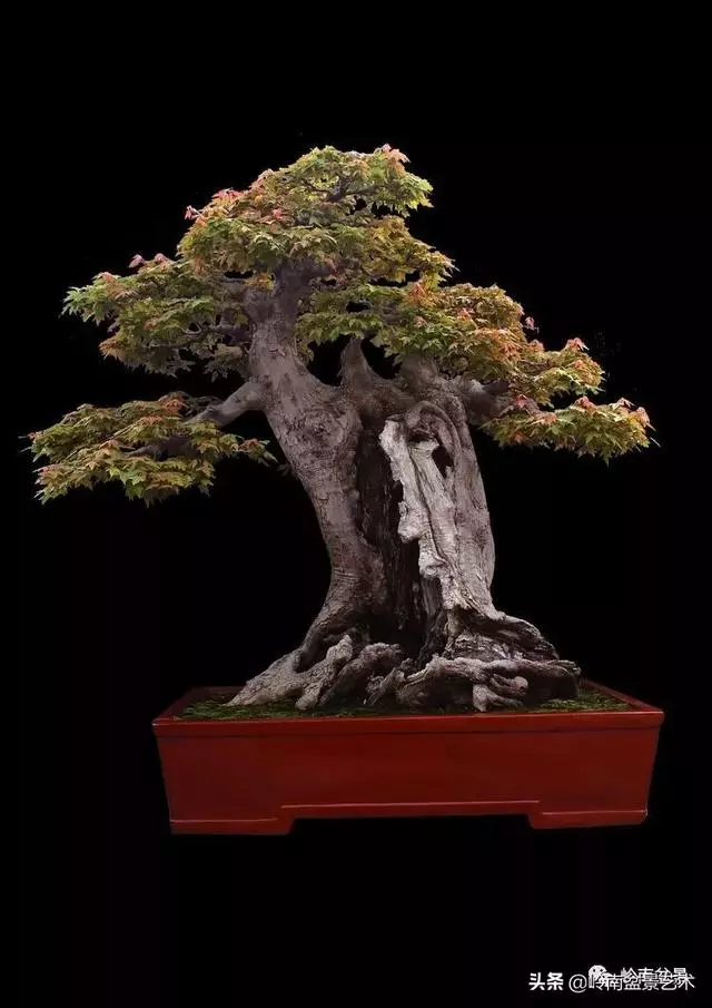 真牛!盆景大師把鄉野最平常的雜木玩到極致!
