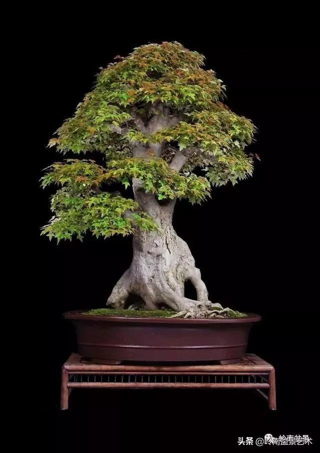 真牛!盆景大師把鄉野最平常的雜木玩到極致!