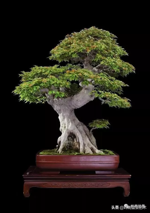 真牛!盆景大師把鄉野最平常的雜木玩到極致!