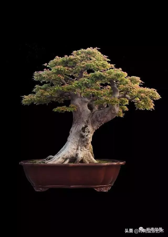 真牛!盆景大師把鄉野最平常的雜木玩到極致!