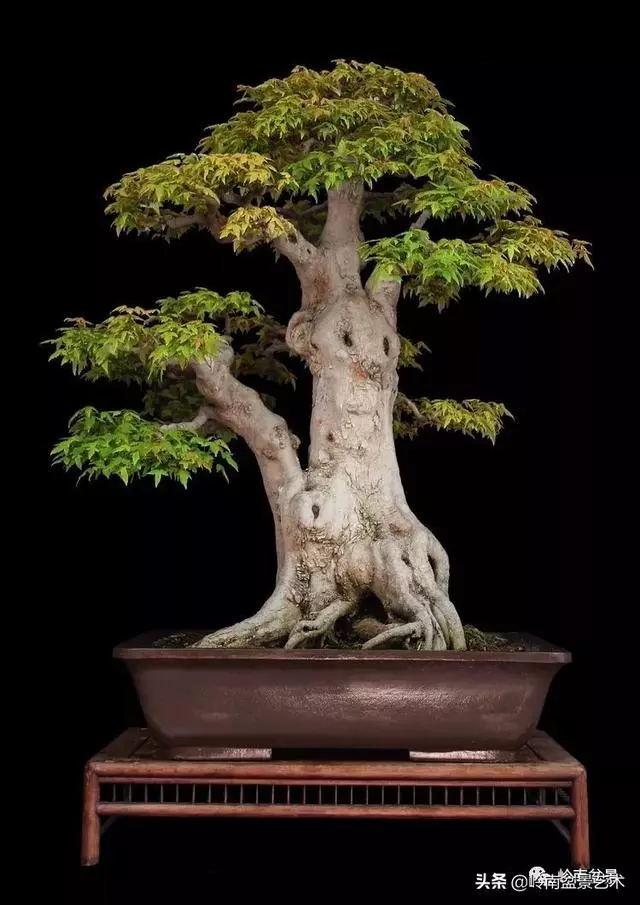 真牛!盆景大師把鄉野最平常的雜木玩到極致!