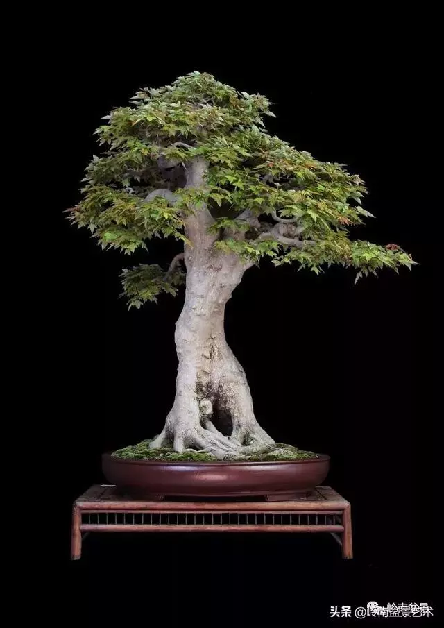 真牛!盆景大師把鄉野最平常的雜木玩到極致!