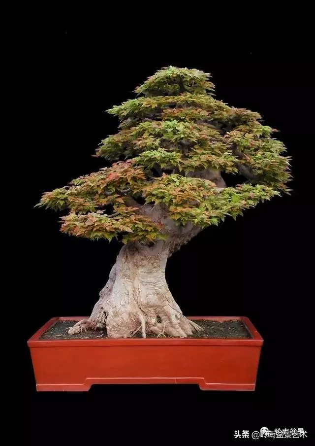 真牛!盆景大師把鄉野最平常的雜木玩到極致!