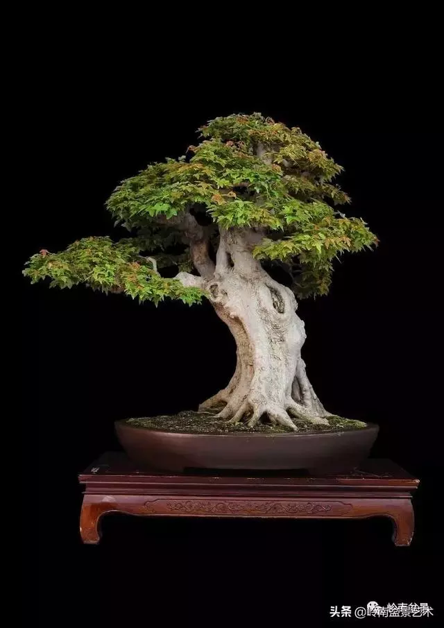 真牛!盆景大師把鄉野最平常的雜木玩到極致!