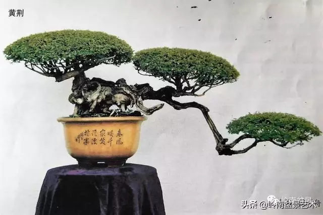真牛!盆景大師把鄉野最平常的雜木玩到極致!