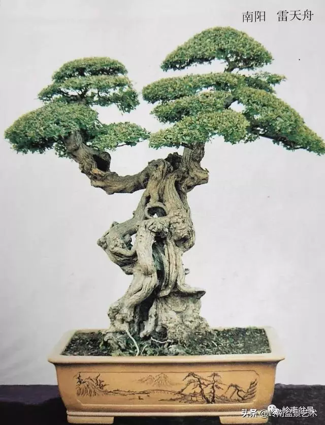 真牛!盆景大師把鄉野最平常的雜木玩到極致!