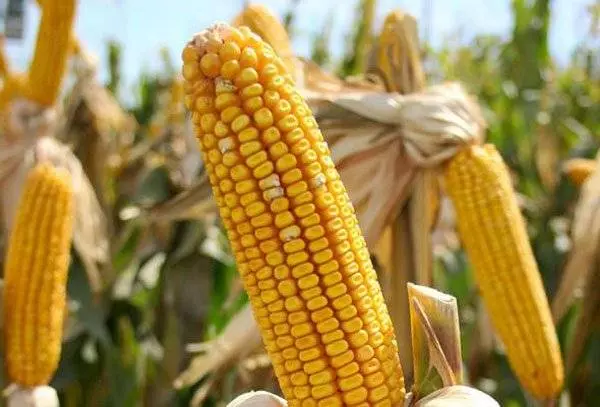下體腫癢如jagung 竟是祖墳被插骨