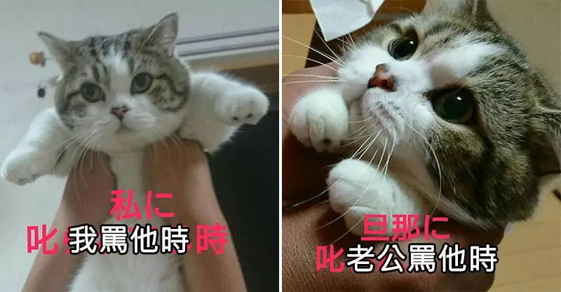 喵星人「被媽媽罵VS被爸爸罵」巨大落差對比照網路爆紅!