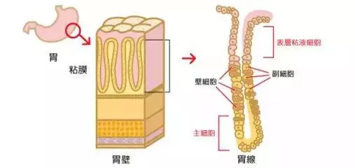 胃病總是反反覆復?消化科醫生手把手教你如何養胃丨腸胃專題