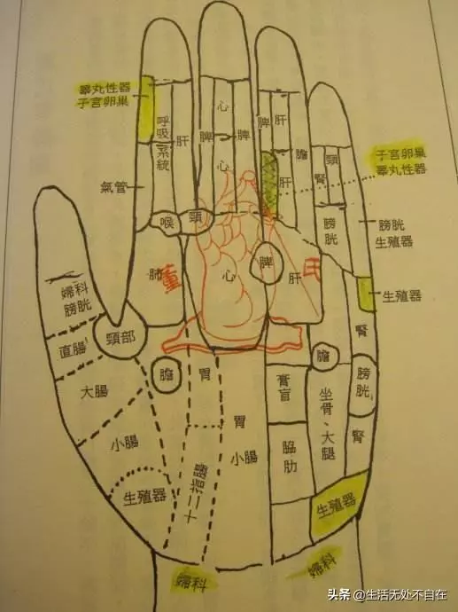 你知道嗎?手背、掌關節、手掌、手指的形狀、顏色分別代表什麼?