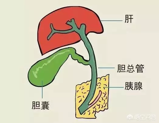 患膽囊炎的人能吃雞蛋嗎?醫生不建議吃蛋黃
