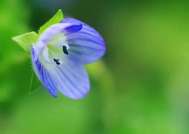 心理測試:選一朵你認為最金貴的花,測你今後的富貴程度