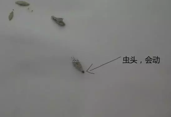 你肯定有在牆上發現過這灰灰扁扁的生物!專家解答「比蟑螂還麻煩」千萬別徒手打!
