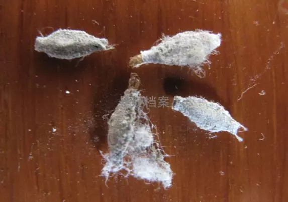 你肯定有在牆上發現過這灰灰扁扁的生物!專家解答「比蟑螂還麻煩」千萬別徒手打!