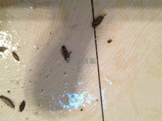 你肯定有在牆上發現過這灰灰扁扁的生物!專家解答「比蟑螂還麻煩」千萬別徒手打!